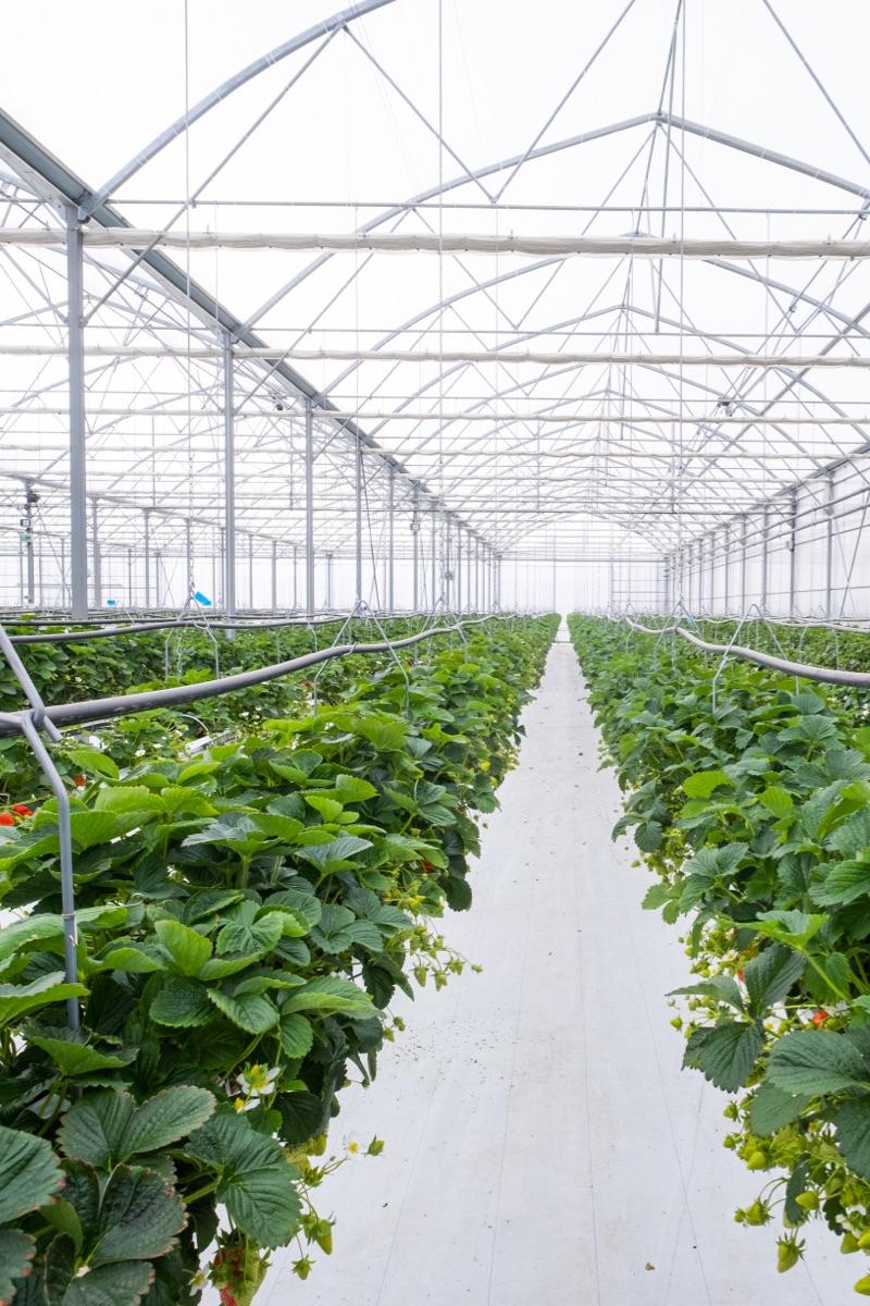 Marionnet-Label-ABT-Serre Marionnet Label - ABT Greenhouse